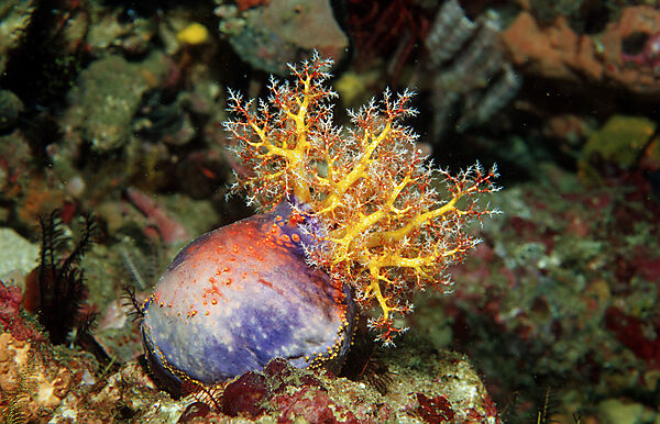 Sea Cucumber