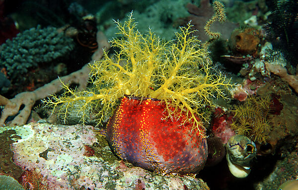 Sea Cucumber
