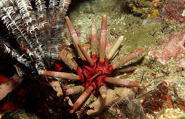 Lance urchin