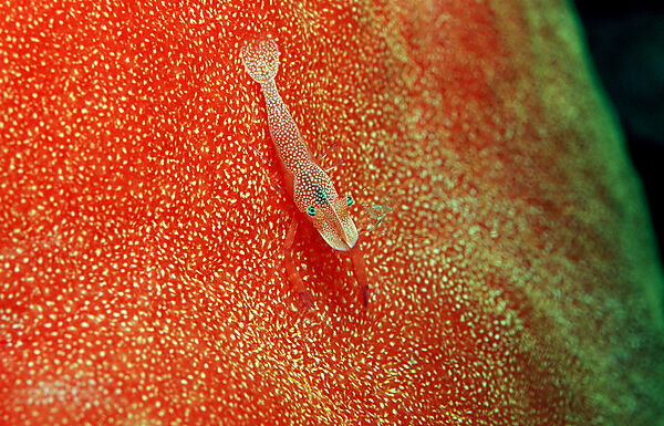 Imperator cleaning shrimp on nudibranch (Spanish dancer)
