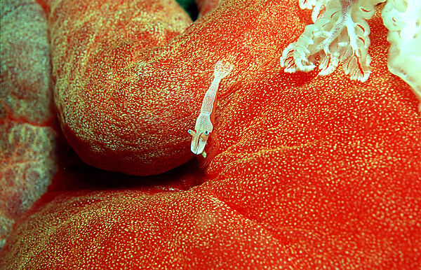 Imperator cleaning shrimp on nudibranch (Spanish dancer)