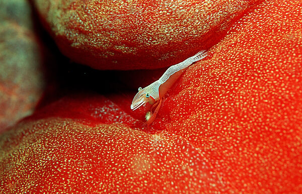 Imperator cleaning shrimp on nudibranch (Spanish dancer)