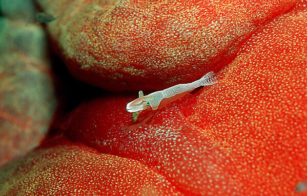 Imperator cleaning shrimp on nudibranch (Spanish dancer)