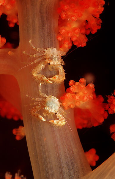 A pair of crabs on soft coral