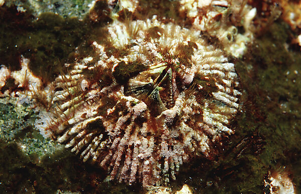 Barnacles