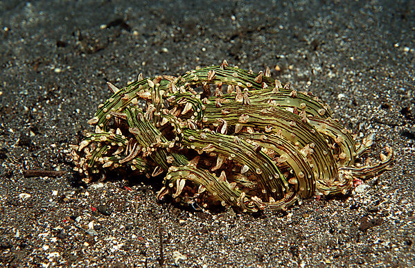 Seeanemone