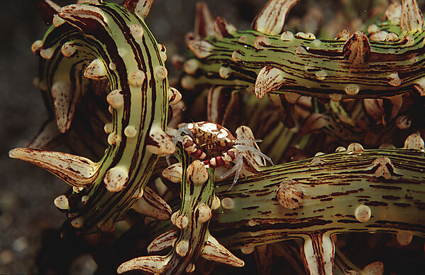 Small crab in sea anemone