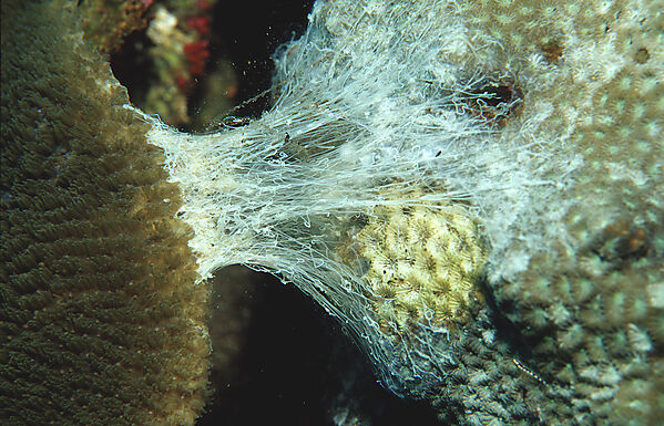 Fight betwenn Stone corals