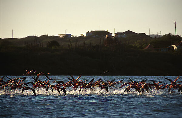 Flamingos