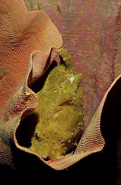 Riesen-Anglerfisch, Kroetenfisch