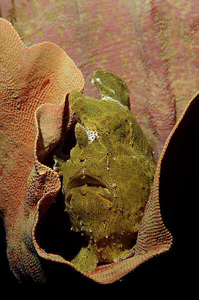 Riesen-Anglerfisch, Kroetenfisch