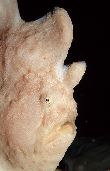 Riesen-Anglerfisch, Kroetenfisch