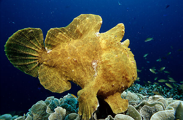 Riesen-Anglerfisch, Kroetenfisch