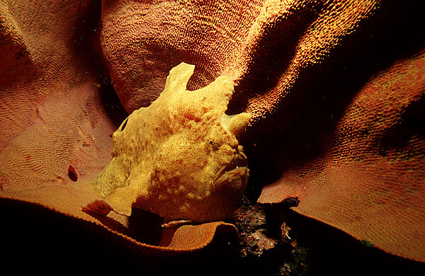 Riesen-Anglerfisch, Kroetenfisch