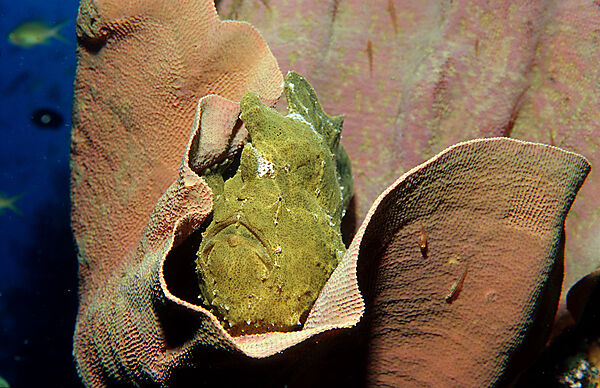 Riesen-Anglerfisch, Kroetenfisch