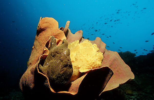Zwei Riesen-Anglerfische, Kroetenfische auf Elefantenohrschwamm