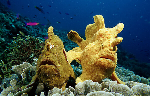 Zwei Riesen-Anglerfische, Kroetenfische