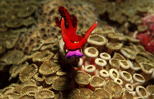 Nacktschnecke, Neonsternschnecke