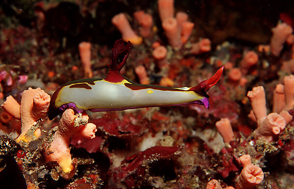 nudibranch, Neon slug