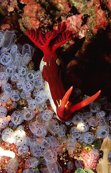 nudibranch, Neon slug