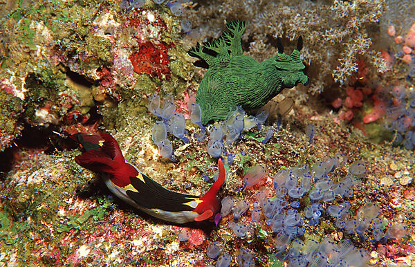 Two nudibranches, Neon slugs