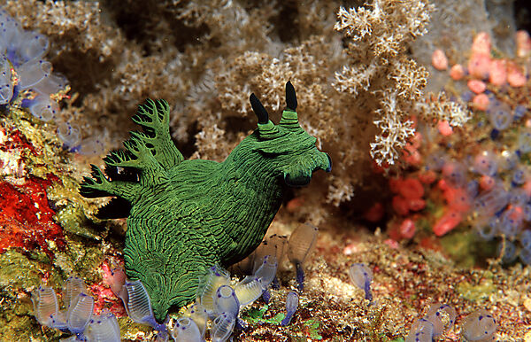 nudibranch, Neon slug