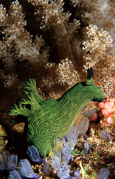 nudibranch, Neon slug