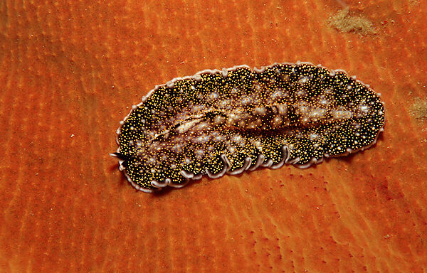 Flatworm