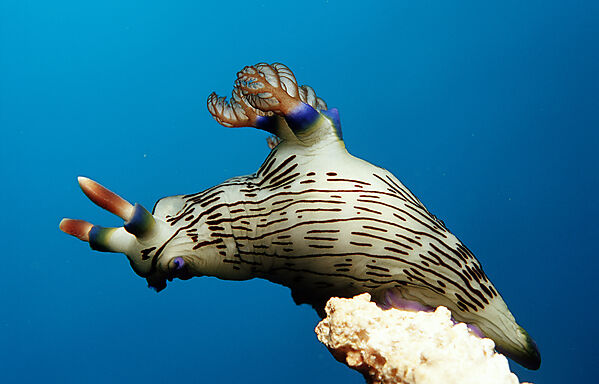 nudibranch, Neon slug