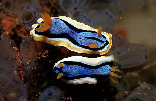 Two nudibranches