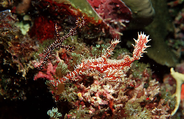A pair of Harlequin ghost pipefishes