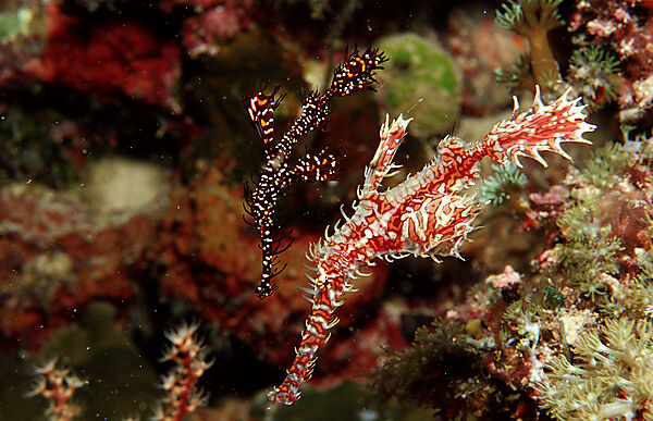 A pair of Harlequin ghost pipefishes