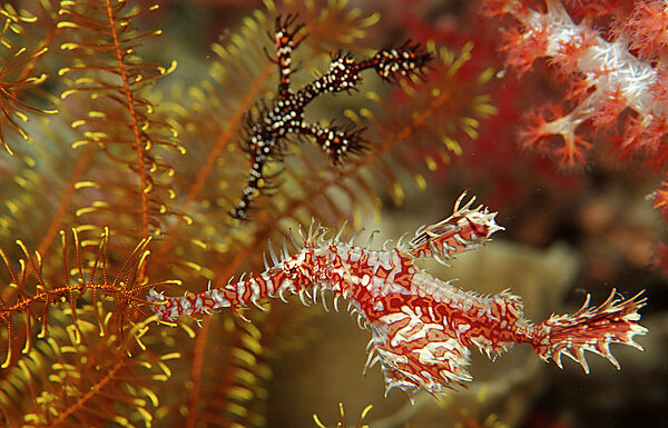 A pair of Harlequin ghost pipefishes