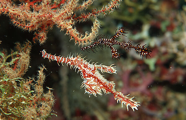A pair of Harlequin ghost pipefishes