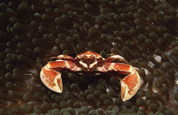  Spotted porcellanid crab