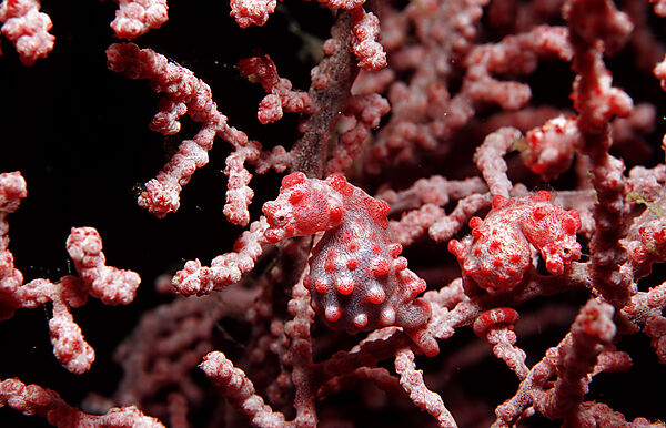 A pair pygmy seahorses