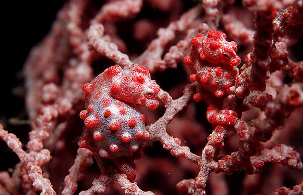 A pair pygmy seahorses