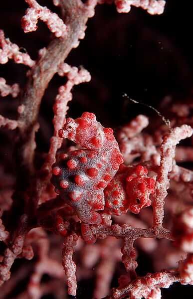 A pair pygmy seahorses