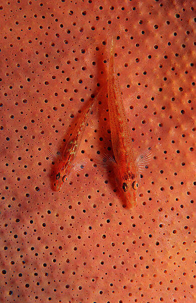 A pair Common ghost goby