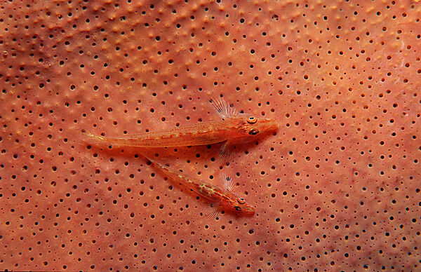 A pair Common ghost goby