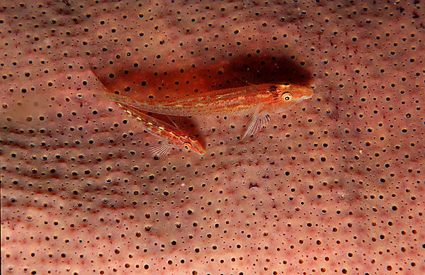 A pair Common ghost goby