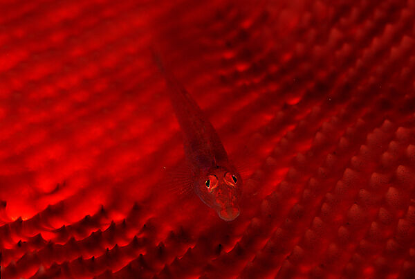 Common ghost goby