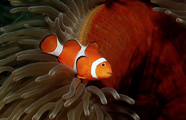 Clown anemonefish, Clownfish