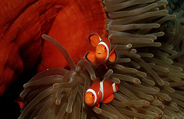 Two Clown anemonefish, Clownfish