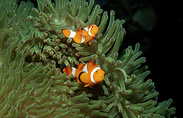 Two Clown anemonefish, Clownfish