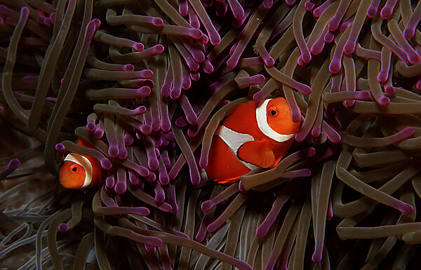 Two Clown anemonefish, Clownfish
