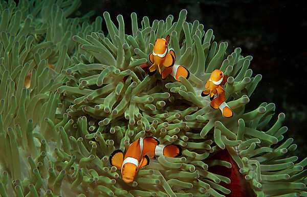 Three Clown anemonefish, Clownfish