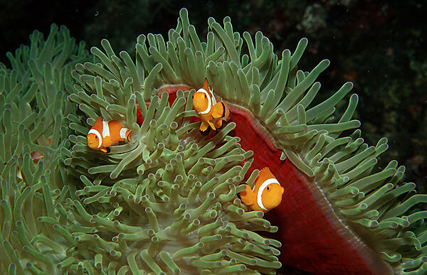 Three Clown anemonefish, Clownfish