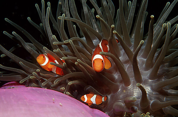 Three Clown anemonefish, Clownfish