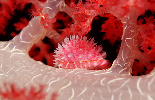 Egg Shell, False Cowry